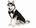 Haustier Hundekleidung Mode Party Show Formeller Anzug Krawatte Fliege Hemd Hochzeit Smoking Halloween Kleid für kleine große Hunde Kleidung Zubehör