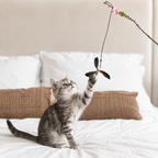 6Pcs/set Katzenfederstab Interaktive Katzenfeder Ersatzteile Katzenzubehör für Hauskatzen Kätzchen Training