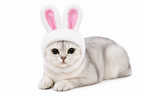 Cat Decorative Pet Products New Warm Cat Head Cover Rabbit Ear Plush Hat Lamb Accessories Pet Hat Cat Clothes  S9M7