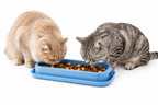 Extra Long Pet Feeding Bowl for Multiple Cats Dogs Anti Slip Anti Tip Tilted Neck Protection Food Water Feeder