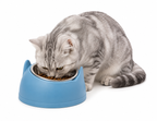 1pc Elevated Stainless Steel Cat Bowl, Inclined Food & Water Dish with Cute Ear Stand, Neck Protection Design for Cats