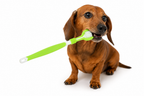 3-Sided Pet Toothbrush Dog Plastic Toothbrush Removing  Tartar Cleaning Mouth Pet  Care Cat Cleaning Mouth