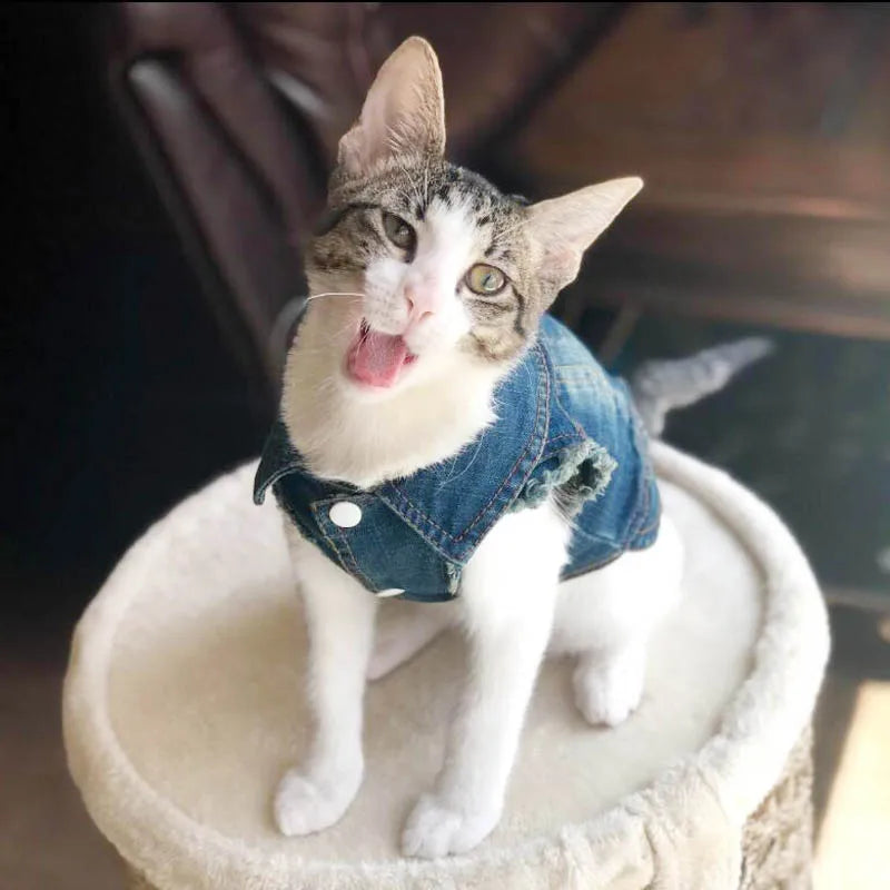 Fashion Katze Jeansweste Welpenjacke Lässige Jeansmantel Outfits Frühling Herbst Katzenkleidung für Kätzchen Kleine Mittlere Katzen Haustierbekleidung