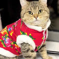 Katzenkleidung Fleece gefüttert warm dick Baumwolle gepolstert Mantel Herbst und Winter Stil Ragdoll Blau Katze Kätzchen Haustierkleidung