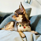 Pet Collar for Small Dogs Cats Adjustable Diamond Pendant Tassel Dog Collar Puppy Necklace for Wedding Valentines Day Gift