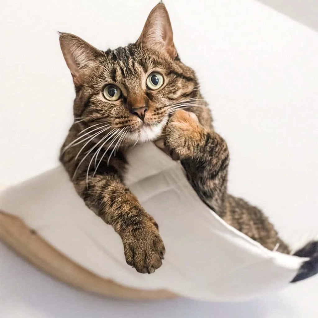 Katzen-Hängemattenbett zur Wandmontage, kletternd, für Katzen, Kätzchen, Bett, Möbel, stabiles Regal, Sitzstangen, Katzenhaus zum Schlafen, Spielen, Zubehör