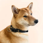 Soft Real Leather Dog Collar Adjustable Genuine Leather Braided Dog Collar for Big Dogs French Bulldog Pit-bull Pet Accessories