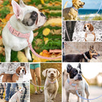 Personalisiertes Hundehalsband, verstellbar, Nylon, mit Gravur, für kleine, mittlere und große Hunde, Chihuahua, Pitbull